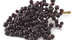 Elderberry-1050x574